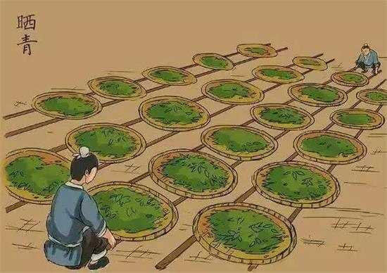 制茶八步驟，制茶工藝流程圖