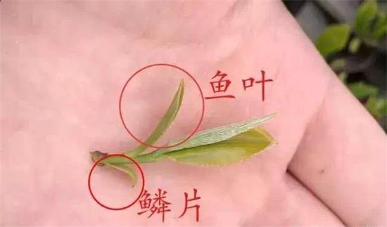 摘茶葉最快的方法，采摘茶葉怎么才能快？