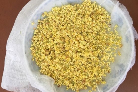 干桂花茶的制作方法，怎樣自制桂花茶？