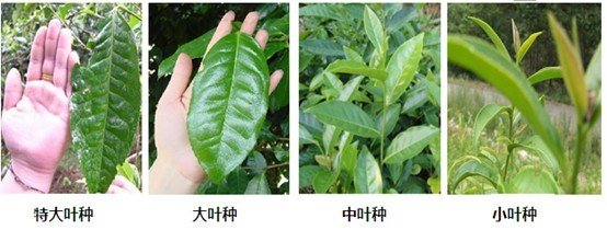 摘茶葉最快的方法，采摘茶葉怎么才能快？