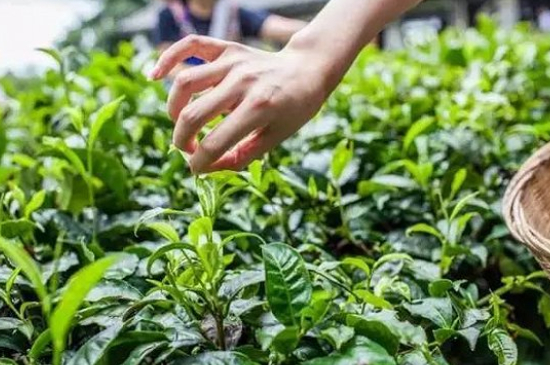 綠茶加工工藝流程圖，綠茶的加工制作包含哪幾個(gè)步驟？