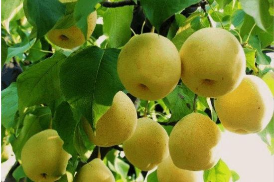 一把真正的本山綠泥壺最低多少錢，什么價格能買到本山綠泥紫砂壺？