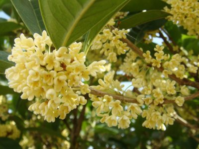 桂花泡茶禁忌，桂花泡水喝的9大禁忌