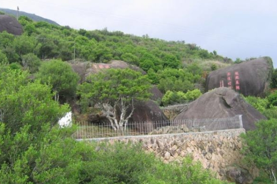 宋種一號(hào)價(jià)值為什么高，鳳凰單樅宋種1號(hào)價(jià)格與產(chǎn)量多少？