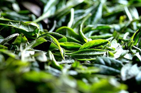 荒野銀針市場(chǎng)價(jià)多少，真正的荒野白毫銀針多少錢？