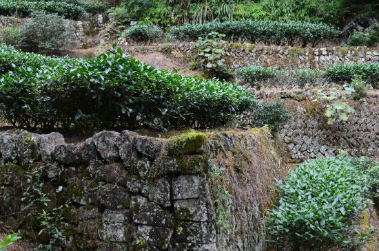 拼配的馬頭巖肉桂，還配叫馬肉嗎？請(qǐng)叫它“馬頭巖大紅袍”