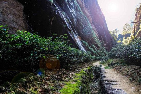 肉桂茶和大紅袍哪個(gè)貴，武夷山肉桂與大紅袍的價(jià)格比較
