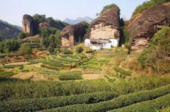 馬頭巖肉桂是大紅袍嗎，大紅袍肉桂屬于什么茶？