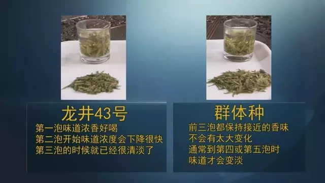 龍井群體種和43號(hào)的區(qū)別圖片，龍井43和群體種哪個(gè)好喝？