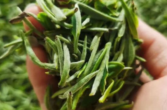 金壇雀舌算不算好茶，金壇雀舌屬于什么檔次茶葉？