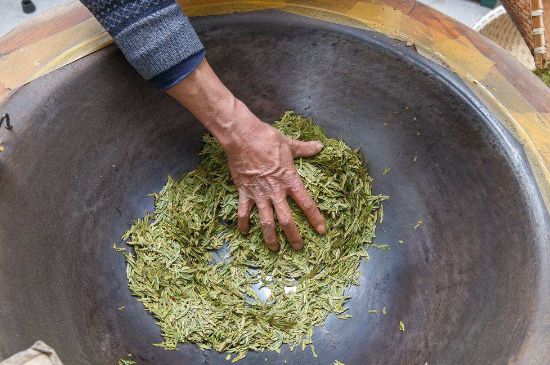 雀舌有一股青草味，雀舌為什么有青草味？