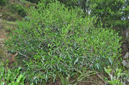 肉桂茶屬于紅茶嗎，牛欄坑肉桂是紅茶還是綠茶？