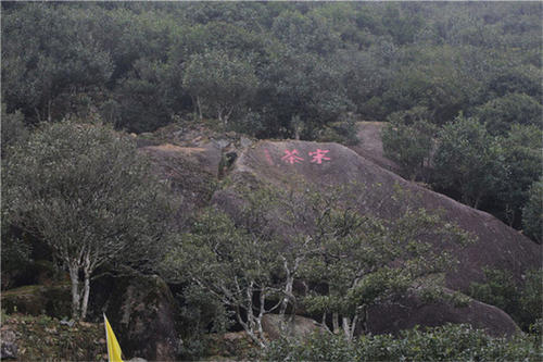 宋種一號(hào)價(jià)值為什么高，鳳凰單樅宋種1號(hào)價(jià)格與產(chǎn)量多少？