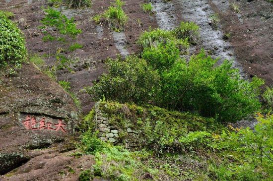武夷巖茶大紅袍，喝起來是什么味道？