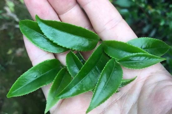 鋸朵仔跟鴨屎香哪個(gè)貴，鋸朵子和鴨屎香哪個(gè)好喝？