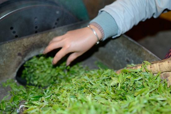 雀舌有一股青草味，雀舌為什么有青草味？