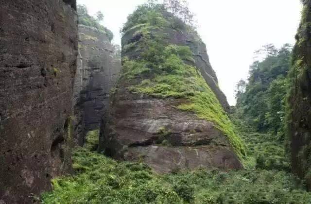 武夷山為什么盛產(chǎn)茶葉，武夷山茶為什么好喝？