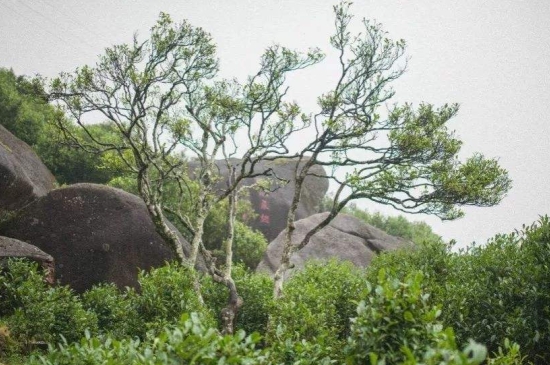 宋種一號(hào)價(jià)值為什么高，鳳凰單樅宋種1號(hào)價(jià)格與產(chǎn)量多少？