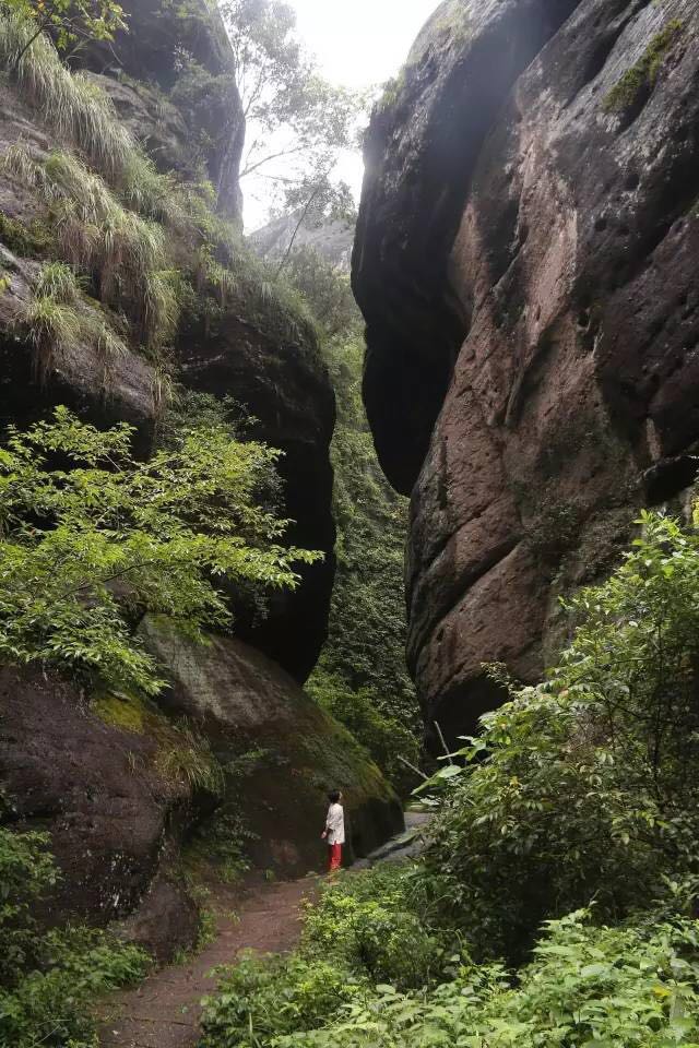 武夷山為什么盛產(chǎn)茶葉，武夷山茶為什么好喝？