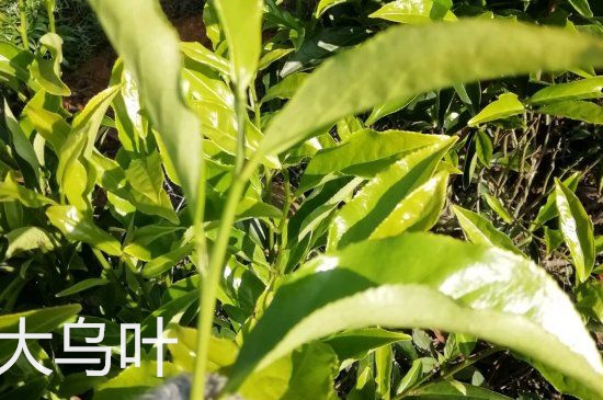 鴨屎香和大烏葉是同一種茶葉嗎，單叢大烏葉和鴨屎香有什么區(qū)別？