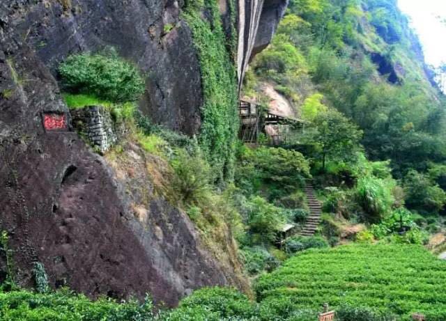 武夷山為什么盛產(chǎn)茶葉，武夷山茶為什么好喝？