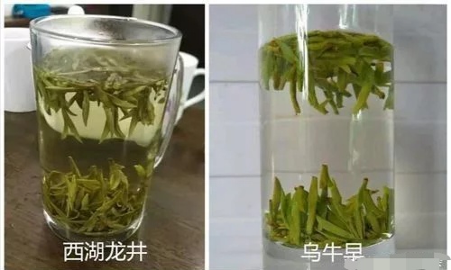 烏牛早和龍井的區(qū)別圖片，龍井43號和烏牛早茶的對比