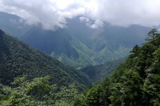 300塊錢的金駿眉能喝嗎，兩三百多金駿眉和一千多區(qū)別