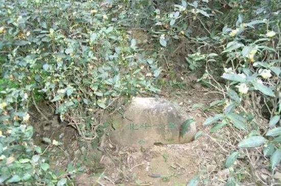 母樹大紅袍給誰喝了，為什么母樹大紅袍叫三棵六株？