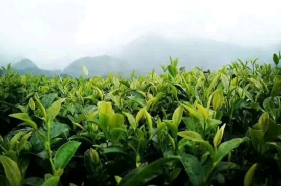 一天3杯紅茶抗癌，常飲紅茶對(duì)身體有好處！