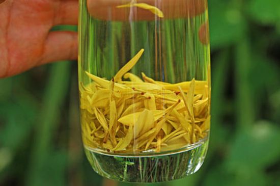 茶中奇葩黃金芽，安吉白茶中黃金芽的特點(diǎn)
