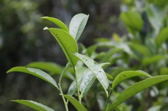 單叢茶十大香型以及常見品種大全，潮安鳳凰單樅十大名香歸類