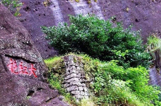 宋種一號(hào)價(jià)值為什么高，鳳凰單樅宋種1號(hào)價(jià)格與產(chǎn)量多少？