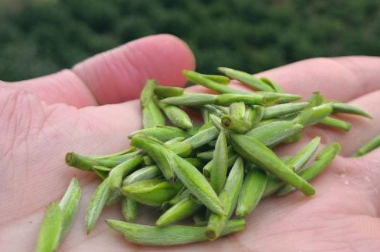 什么綠茶茶葉唇齒留香，哪個品種綠茶香氣好？