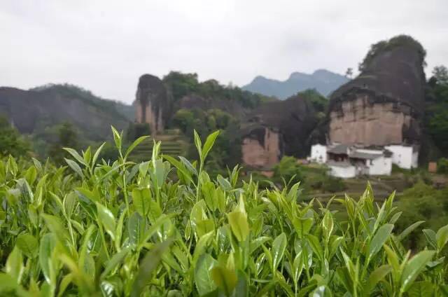 武夷山為什么盛產(chǎn)茶葉，武夷山茶為什么好喝？