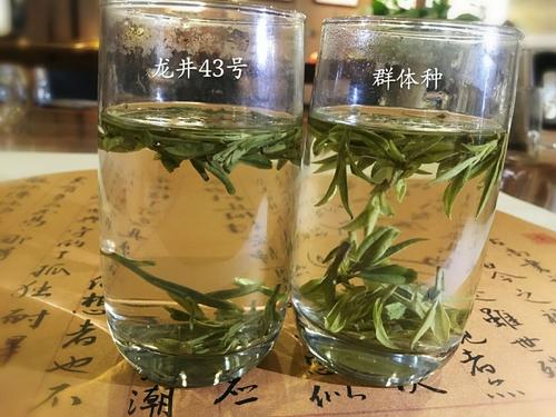 烏牛早和龍井的區(qū)別圖片，龍井43號和烏牛早茶的對比
