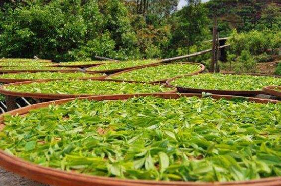 單叢茶十大香型以及常見品種大全，潮安鳳凰單樅十大名香歸類