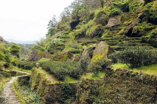 肉桂茶和大紅袍哪個(gè)貴，武夷山肉桂與大紅袍的價(jià)格比較
