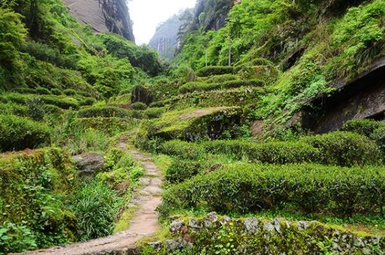 肉桂茶和大紅袍哪個(gè)貴，武夷山肉桂與大紅袍的價(jià)格比較