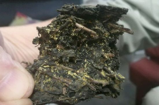 伏茶里的金花是黃曲霉素嗎，金花茯茶里的是什么菌