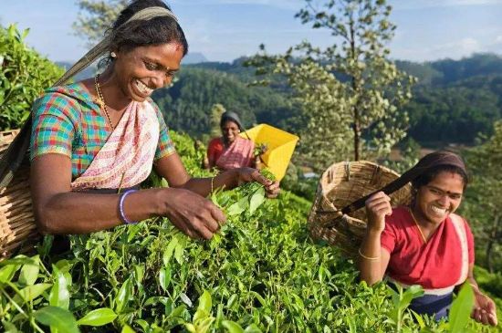 中國最好紅茶排名，中國最著名的十大紅茶