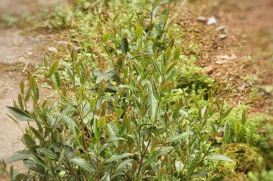 大紅袍四大品種有哪些，大紅袍的種類和著名品種特點(diǎn)介紹