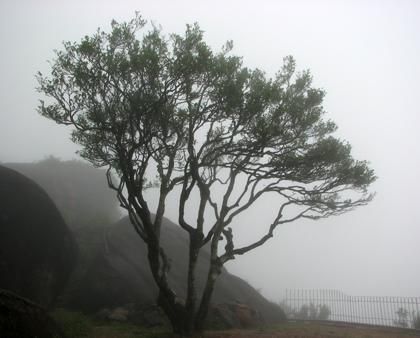 宋種一號(hào)價(jià)值為什么高，鳳凰單樅宋種1號(hào)價(jià)格與產(chǎn)量多少？