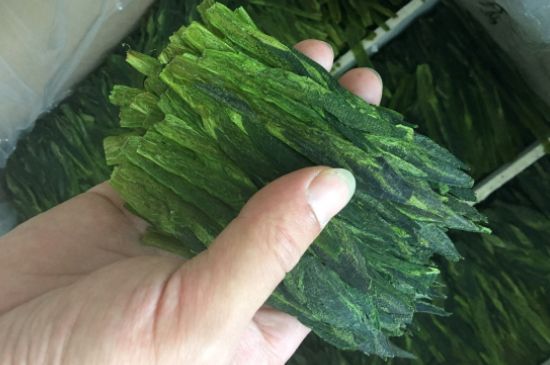 什么綠茶味道濃香，那個綠茶比較濃香？