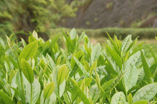 潮安鳳凰單叢十大名樅是什么，烏崠十大古樹名香品種介紹