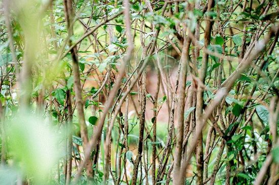 荒野銀針有什么特點(diǎn)，荒野銀針的味道口感咋樣？