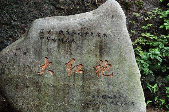 母樹大紅袍給誰喝了，為什么母樹大紅袍叫三棵六株？