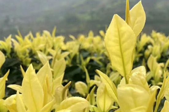 茶中奇葩黃金芽，安吉白茶中黃金芽的特點(diǎn)