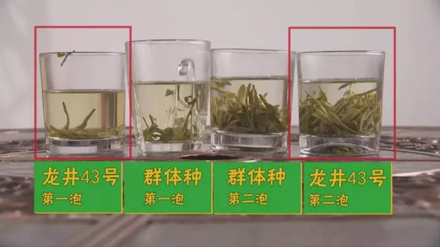 烏牛早和龍井的區(qū)別圖片，龍井43號和烏牛早茶的對比