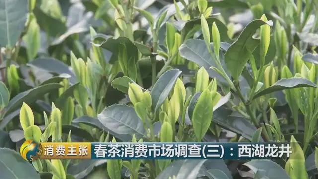 龍井群體種和43號(hào)的區(qū)別圖片，龍井43和群體種哪個(gè)好喝？