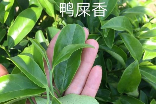 鴨屎香和大烏葉是同一種茶葉嗎，單叢大烏葉和鴨屎香有什么區(qū)別？